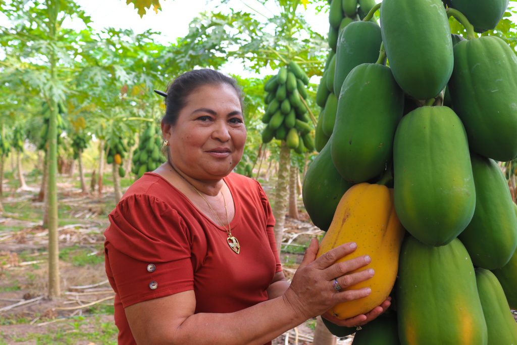 La imagen tiene un atributo ALT vacío; su nombre de archivo es PRODUCTO-DE-PAPAYA-18-1024x683.jpg